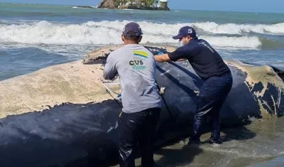 Funcionarios de la CVS inspeccionan el cuerpo.