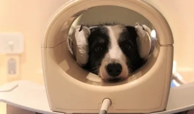 Imagen cedida de uno de los perros del estudio.