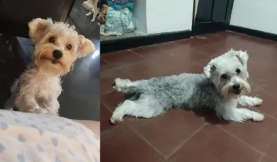 Esta es la can 'Eva', desaparecida en la urbanización El Parque de Soledad.