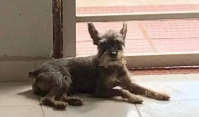 Este es 'Junior', el can extraviado en San Felipe.