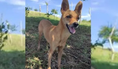 'Kensy', una perrita se perdió en Los Almendros.