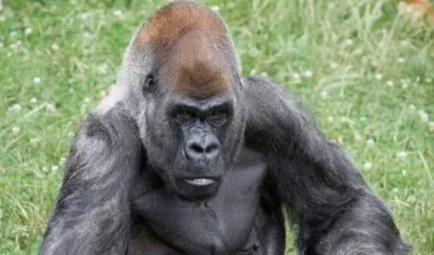 El gorila Ozzie.
