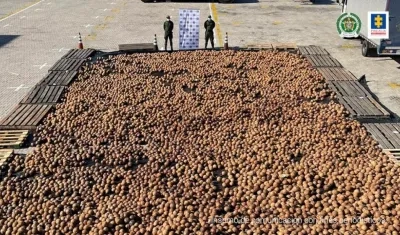 Cocos de exportación con cocaína.