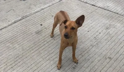 Mascotas extraviada.