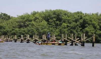 Trabajos en la Ciénaga de Mallorquín.