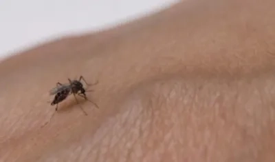 El mosquito Aedes aegypti, transmisor del dengue.