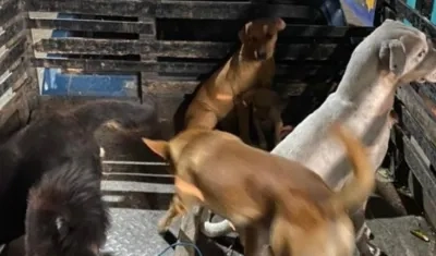 Los dos judicializados habrían contratado una camioneta para recoger a los perros en la vía pública.