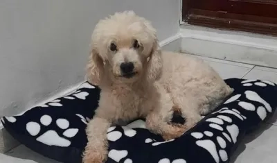 Mascotas extraviada.