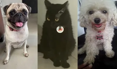 Mascotas extraviadas.