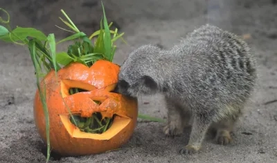 Imagen de referencia.