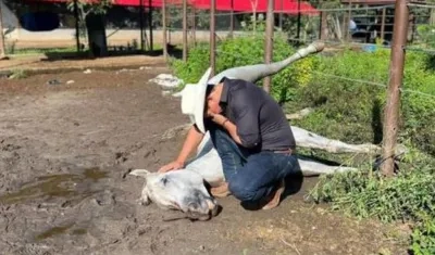 El senador Alirio Barrera llora sobre el cuerpo sin vida de 'Pasaporte'.