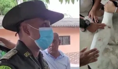 El intendente Omar Martínez, de la Policía Ambiental, En la siguiente foto, el perro maltratado.