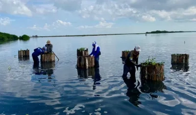 Esta nueva técnica será una especie de segunda barrera de protección para Mallorquín.