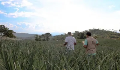 Imagen de referencia.