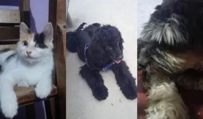 Mascotas extraviadas.