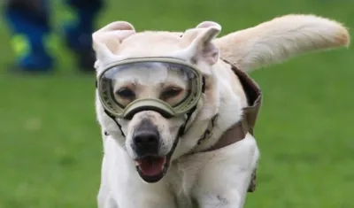 La perra rescatista 'Frida'.