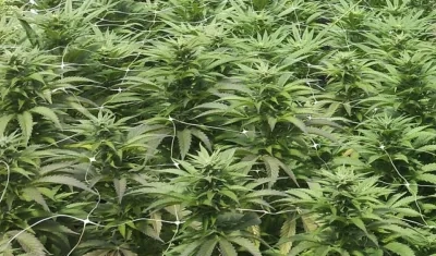 Imagen de referencia