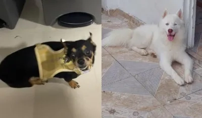 Mascotas extraviadas.