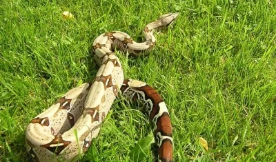 Boa constrictor constrictor.