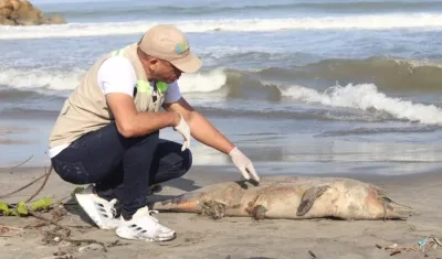 Un funcionario inspecciona el delfín costero hallado este lunes en Cartagena.