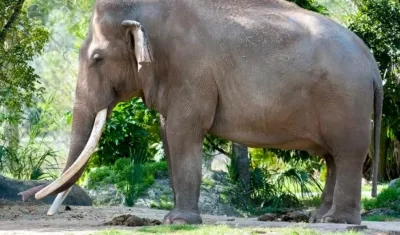 "Dalip", el elefante que murió este jueves en el zoo de Miami.