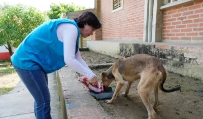 Jornada de bienestar animal.