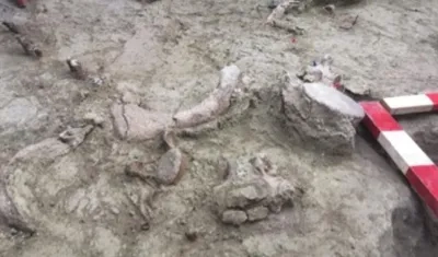 Restos fósiles de gonfoterios.