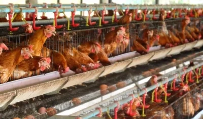 Entre las medidas está la suspensión temporal de concentraciones y eventos con aves de corral