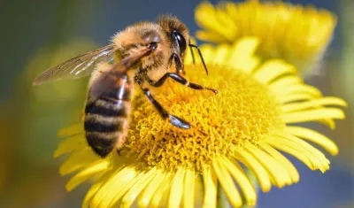 Imagen de referencia.