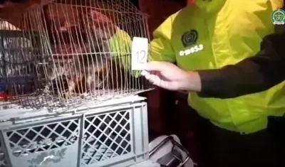 Animales incautados. 