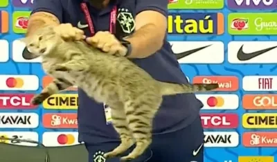 El gato infiltrado en la rueda de prensa.