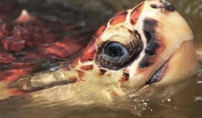 Imagen de referencia.