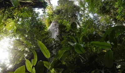 Imagen de referencia.