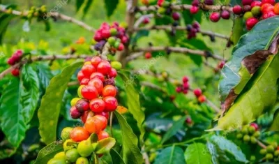 Café colombiano y su cotización histórica. 