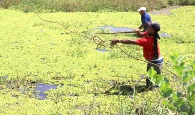 Los campesinos en plena labor de limpieza.