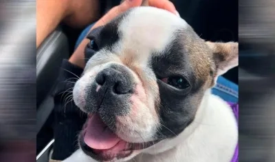 'Venus', la pitbull secuestrada y rescatada.