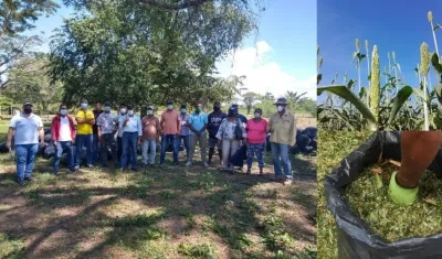 Productores de Campo de la Cruz recibieron 24 toneladas de silo de sorgo y maíz.