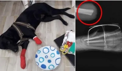 El perro 'Mailot' con las heridas en sus patas delanteras. 