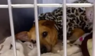 En estado crítico en Bogotá.