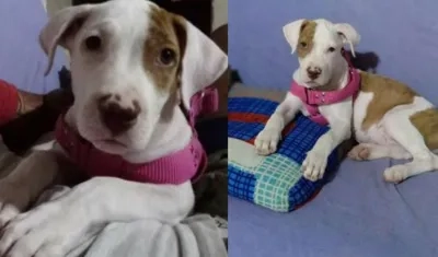 Mascota ‘Kiara’.