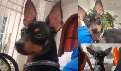 Mascota extraviada 'Teo'.