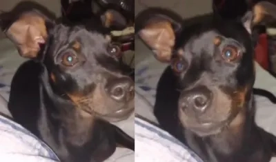 'Toby, mascota extraviada.