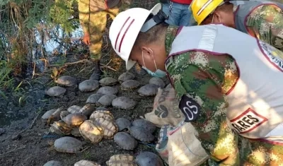 Hicoteas liberadas por el ejercito. 