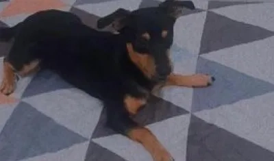  Chispa, la mascota extraviada. Este