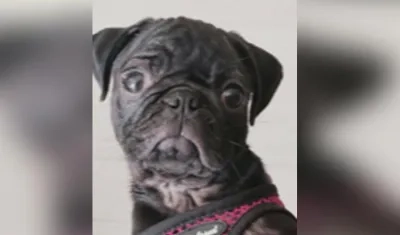 Un perro de la raza pug de 3 años murió al ser lanzado de un séptimo piso.
