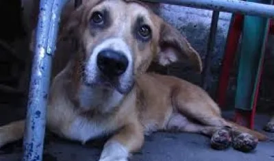 Imagen de referencia.