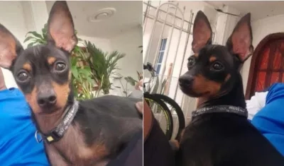 'Teo', mascota perdida.  