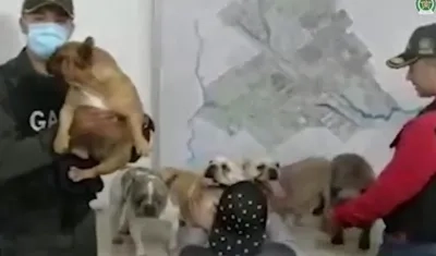 Los perros rescatados por el Gaula de la Policía. 