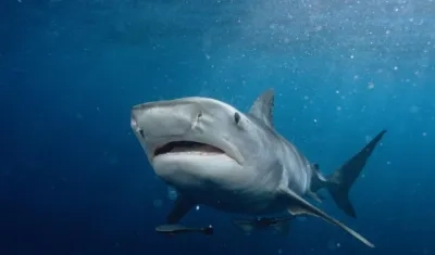 Caza vedada de tiburones en San Andrés.
