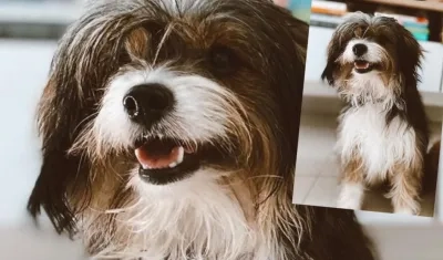 'Nutella' se perdió en San Salvador.